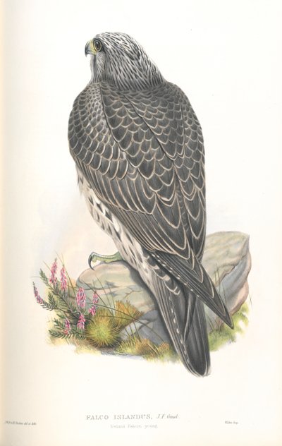 Illustration des Falco Islandus von John Gould